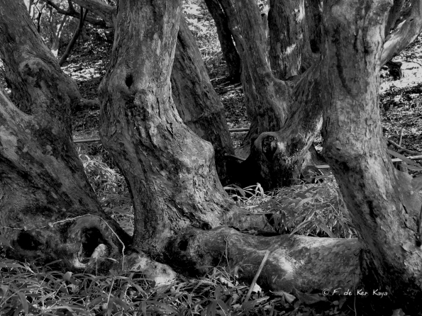 Bois des Moutiers (130) mars 2012